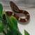 Normal Corn Snake Babies 3 thumbnail