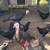 young turkeys 1 thumbnail