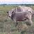Heifers 1 thumbnail