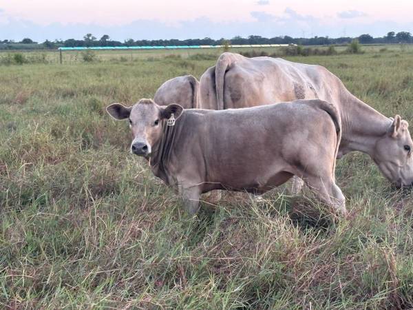 Heifers 1