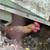 2 young rooster- Easter egger 1 thumbnail