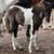 Colonial Spanish Mustang foals 2 thumbnail