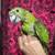 Yellow nape parrots 2 thumbnail