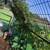 Corn crib arches great for weddings 3 thumbnail