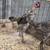 Bantams and modern game bantams 6 thumbnail