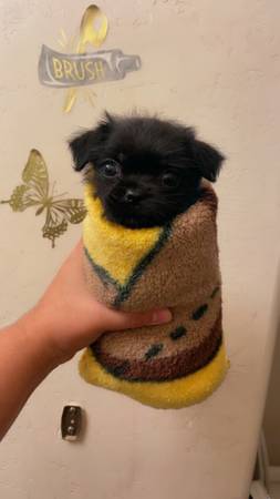 Blanket 1