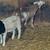 Sheep 4 thumbnail