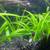 Dwarf Sagittaria Subulata - Freshwater Aquarium Carpeting Plant - Fish Tank 5 thumbnail