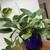 Super Healthy Pothos Plants in Blue Ceramic w/ Built-in Saucer 4 thumbnail