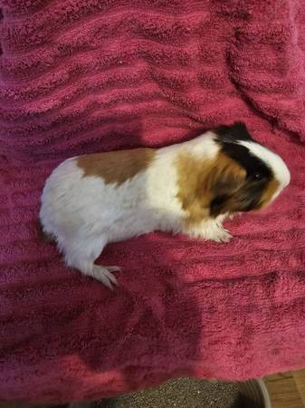 Guniea pigs and hamsters 1