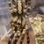 FEMALE Indian Ornamental Tarantula - P. regalis 1 thumbnail