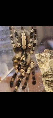 FEMALE Indian Ornamental Tarantula - P. regalis 1