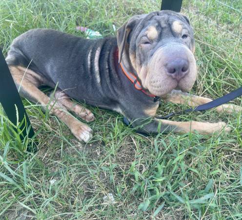 ISO information about our newly adopted dog from the pound 1