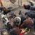 Laying hens 11 thumbnail