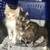 Available for adoption! Goldie & Papis' Animal Rescue 15 thumbnail