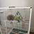 Parakeets w/ cage and toys 1 thumbnail