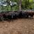 Bred cows 7 thumbnail