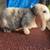 Rabbit 4 thumbnail