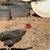 Roosters 2 thumbnail