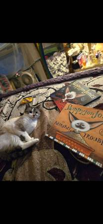 Missing cat 1