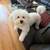 Bichon 2 thumbnail