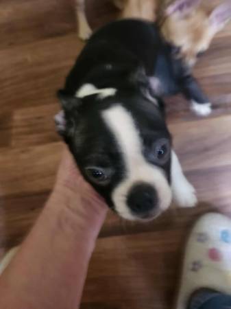 Boston Terrier (Morristown)63670756576643122