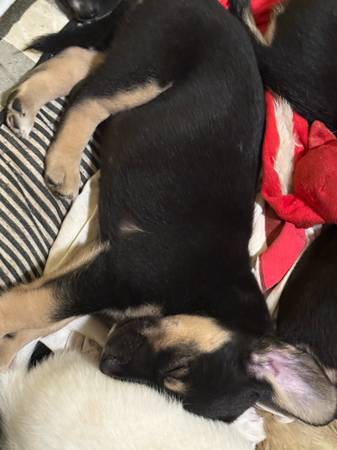 Perro mezcla de Chihuahua en venta - $100 (Dothan)63440421255681120