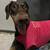 10 month Female Doberman Puppy 3 thumbnail