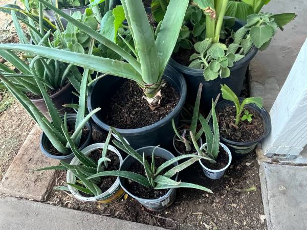 Aloe Vera Plants Various Sizes 1