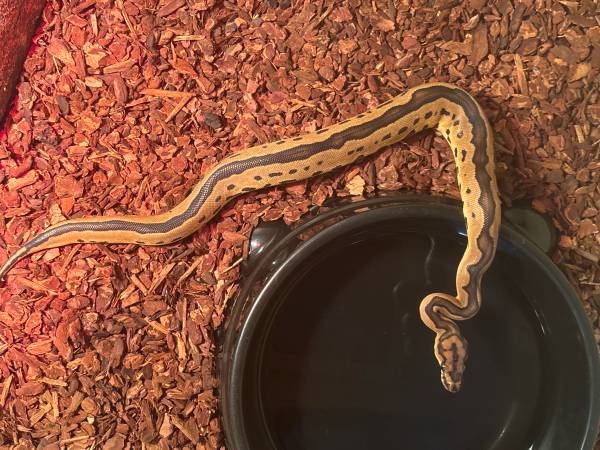 Beautiful Blade Clown BP (Female) (Zionville)63953271269122123