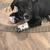 Male mixed breed 1 thumbnail