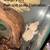 Crested gecko collection 10 thumbnail