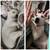 Rehoming 2 shepherd mixes 3 thumbnail
