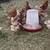 pullets, chicks, laying hens 4 thumbnail