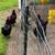 Black Copper Maran and Moss Egger Chickens for sale 1 thumbnail