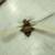 Ceiling fans 2 thumbnail