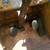 Allis Chalmers 3k lb. Gas forklift , been sitting , not running 6 thumbnail