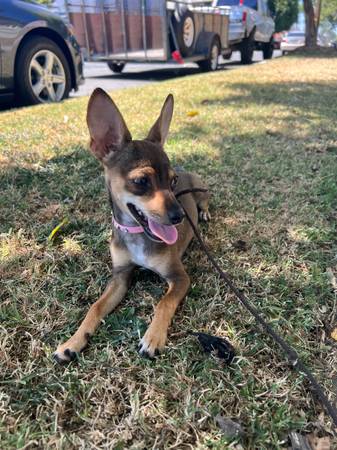 rehome 9 month old puppy (Long Beach)63893601148035121