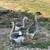 African geese trio 2 thumbnail