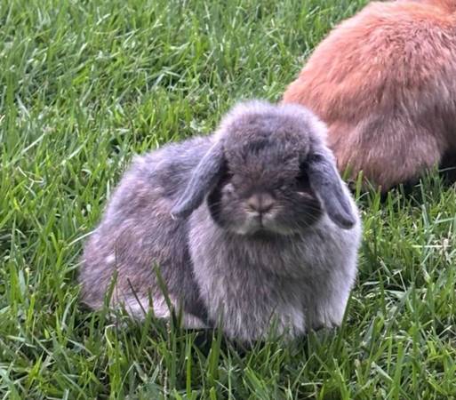 Cute Bunny / rabbit 1