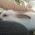 RABBITS!!!!!!!! 17 thumbnail