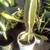 Blooming Peruvian Apple Cactus!
¡Cactus Manzana Peruana en Flor! 3 thumbnail