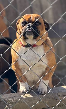 perro (Duffield)63673422406657121
