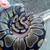Ball python collection and supplies for sale 3 thumbnail