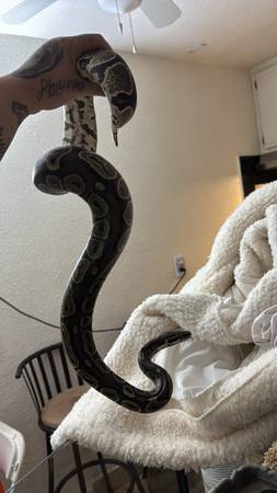 Ball python 2  years olds friendly never bit anyone eats frozen medium mice 1