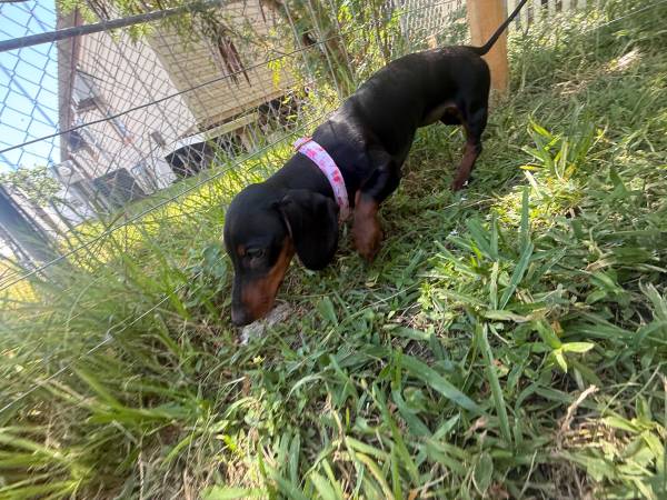 Female daschund63622345763329121