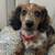 GreatDachshundPups 2 thumbnail