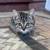 Rehoming kittens 4 thumbnail