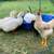 Ducks 1 thumbnail