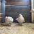 Jumbo quail eggs/ quail 6 thumbnail